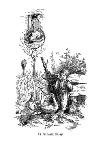 G. Schulz : Husy