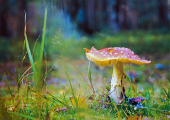 Muchomůrka
