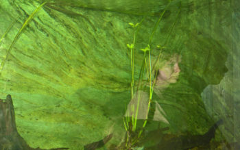 Rusalka