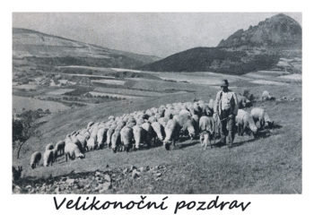 Velikonoční pozdrav - ovce