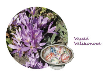 Veselé Velikonoce - krokusy
