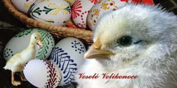 Veselé Velikonoce - kuře DL